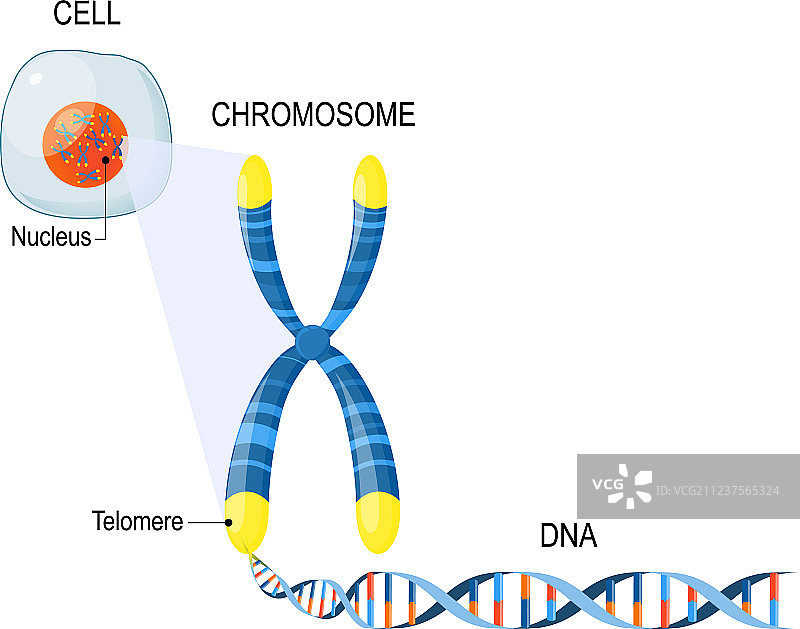 端粒细胞结构图片素材