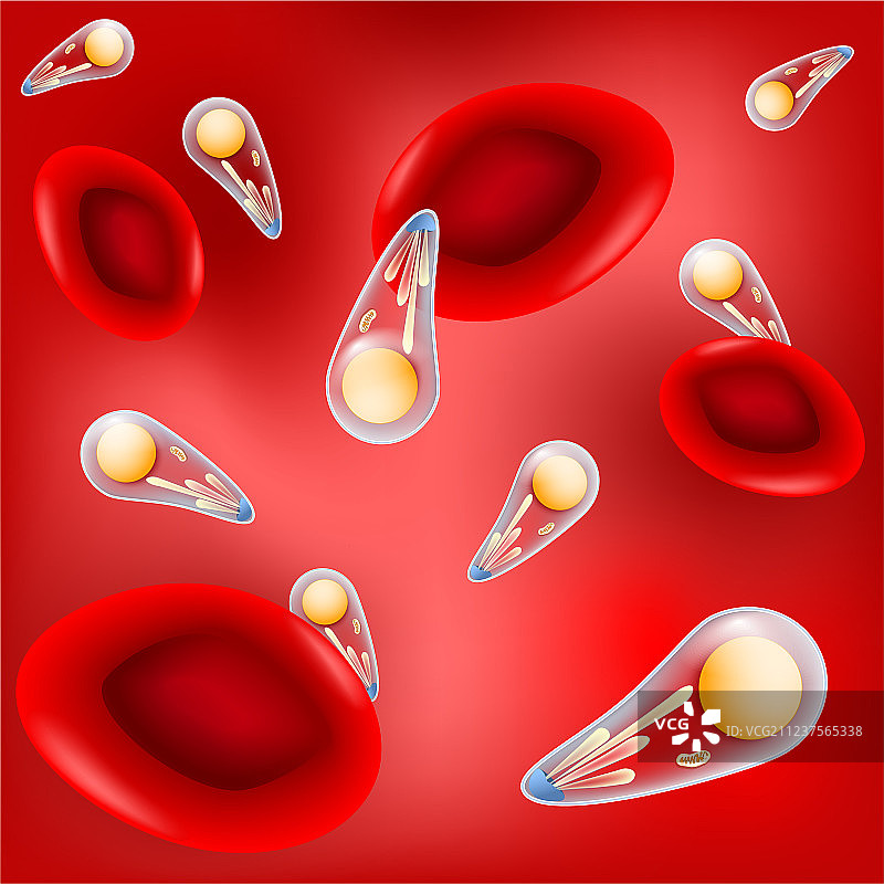 弓形虫是一种病原性细胞内图片素材