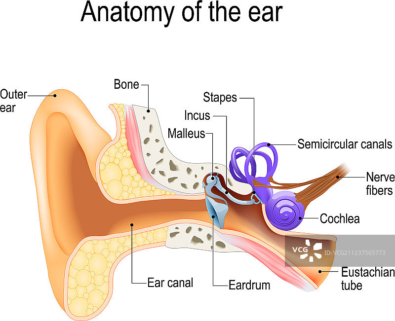 耳朵解剖结构图片素材
