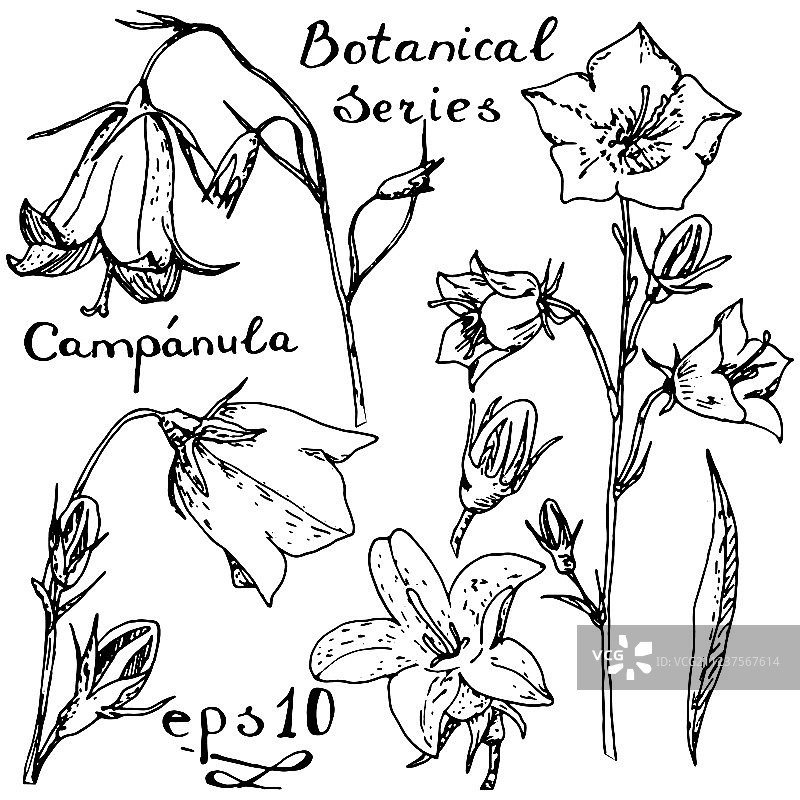 风铃草植物系列图片素材