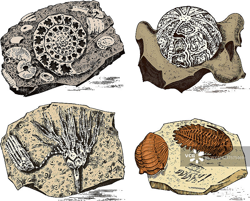 史前生物骨骼化石碎片图片素材