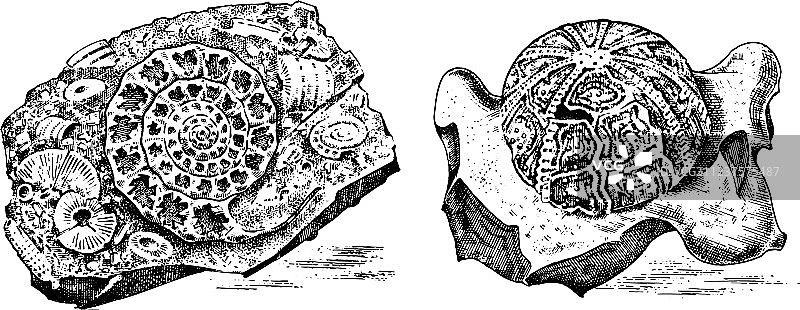 史前生物骨骼化石碎片图片素材