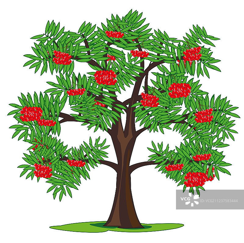 花楸树和树枝上的成熟浆果图片素材