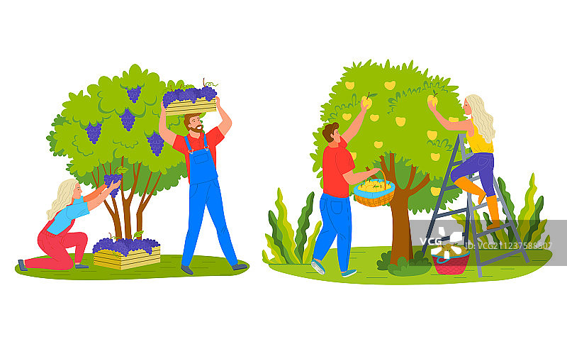 苹果和葡萄农业收获图片素材