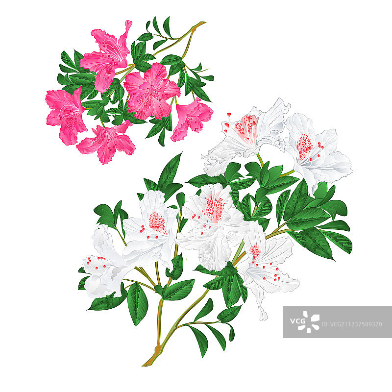 粉白色杜鹃花树枝图片素材