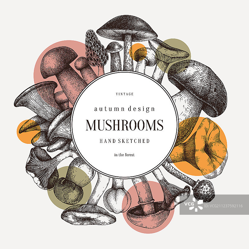 食用蘑菇花环森林植物背景图片素材