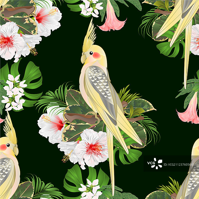 可爱的黄色鸡尾鹦鹉无缝纹理图片素材