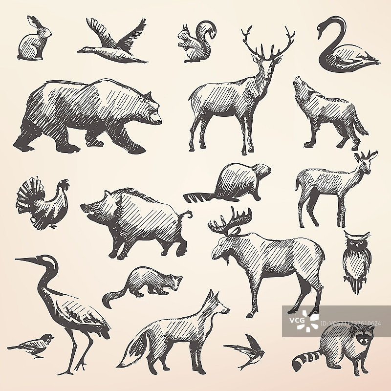 欧洲森林野生动物合集图片素材