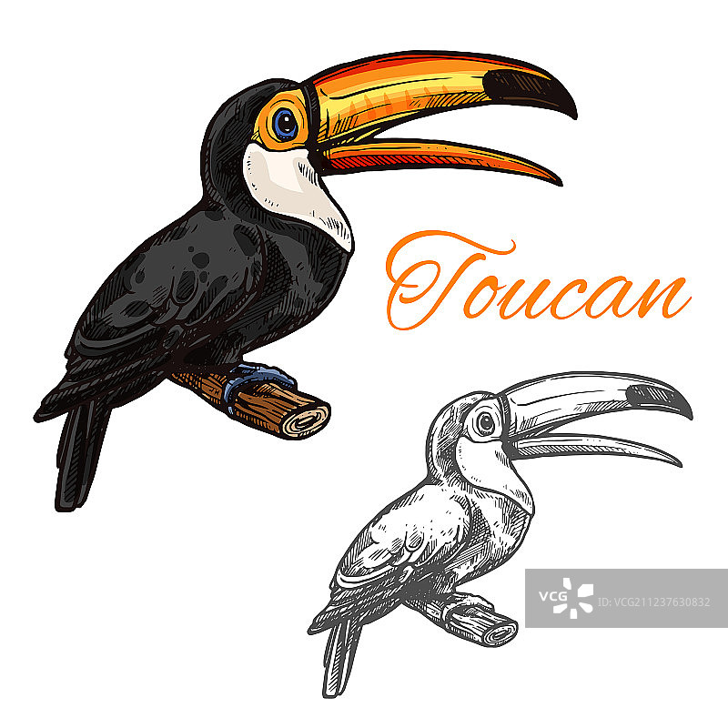 巨嘴鸟素描野生珍稀鸟类图标图片素材