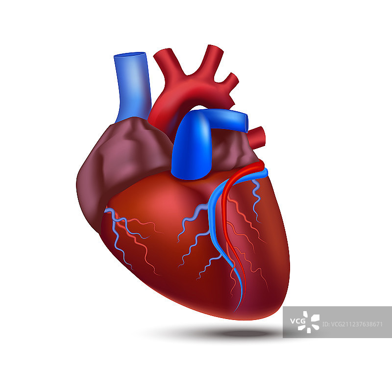 逼真3D人体心脏解剖图片素材