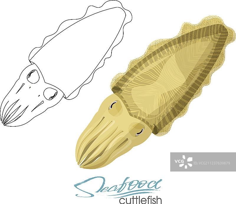 鱿鱼海鲜隔离素描海洋动物图片素材