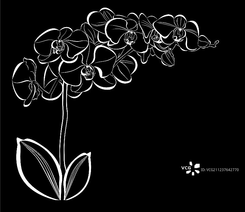 黑色背景上的白色兰花图片素材