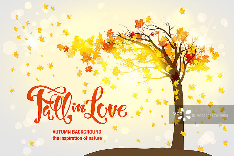 秋季枫树图片素材