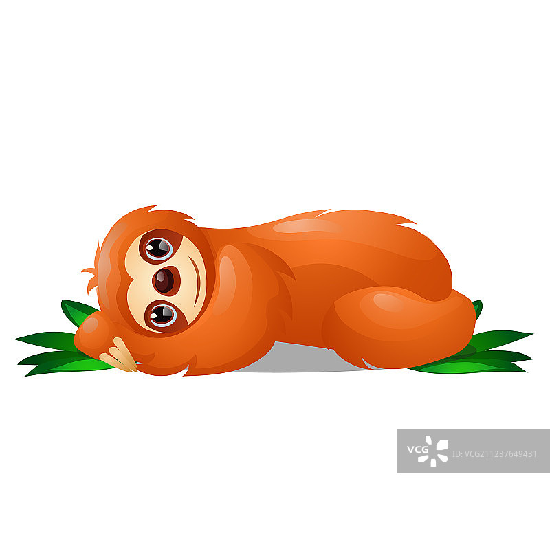 三趾树懒科动物躺着图片素材
