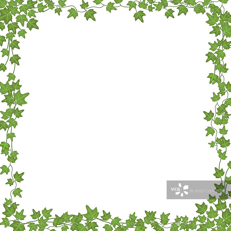 常春藤绿叶植物图片素材