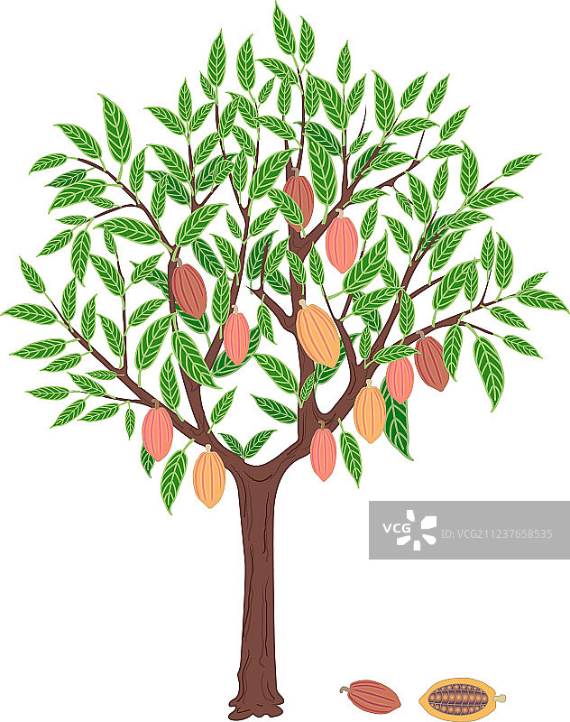 可可树图片素材