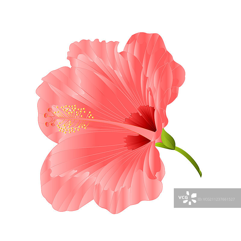 热带植物粉色芙蓉花图片素材