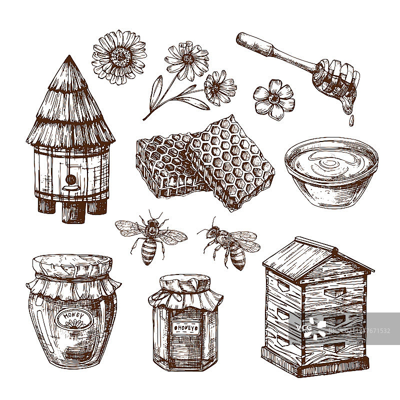 蜜蜂与蜂蜜花蜂巢素描图片素材