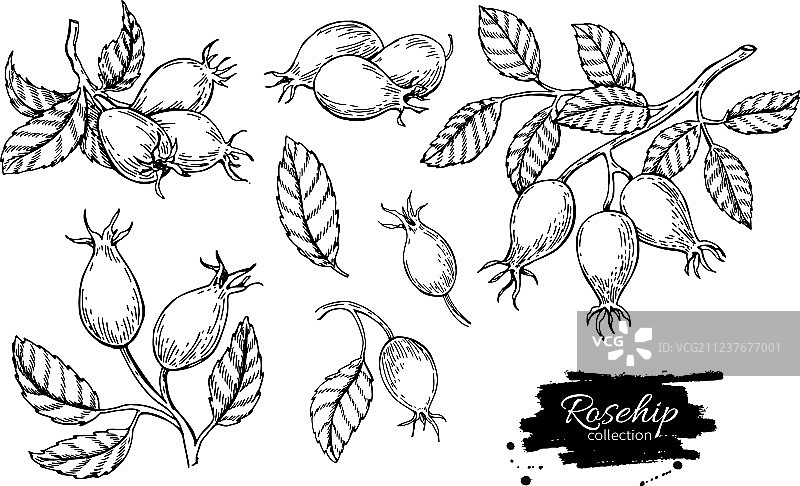 孤立的玫瑰果绘画浆果枝图片素材