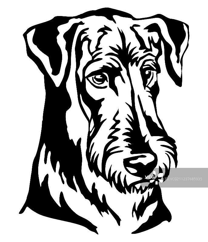 装饰性的艾尔谷㹴犬画像图片素材