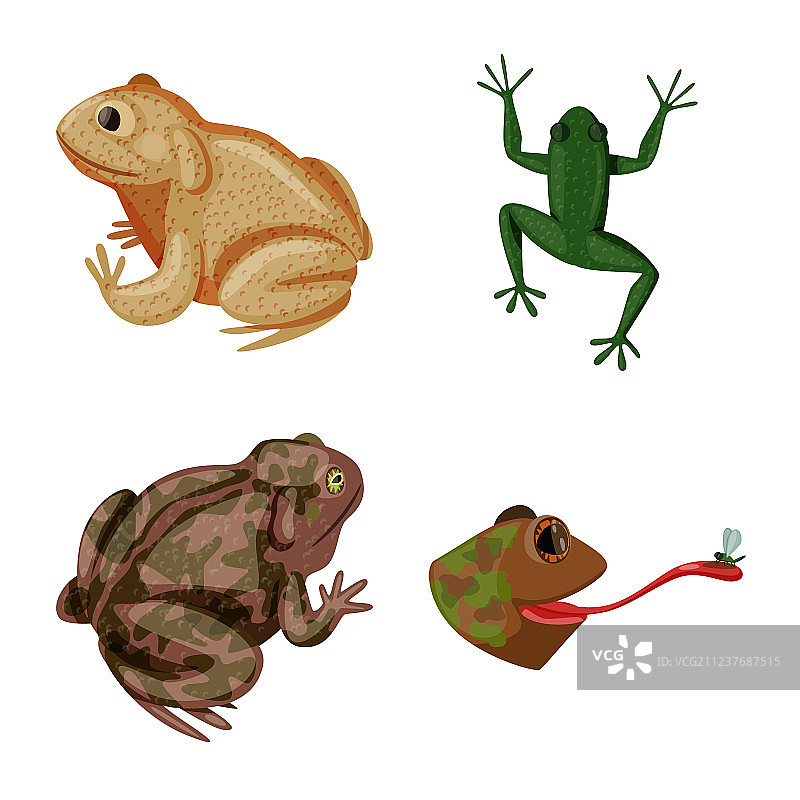 青蛙和无尾目动物标志合集图片素材
