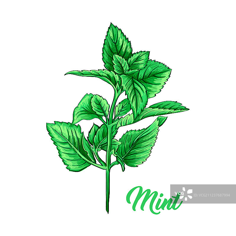 手绘绿色薄荷枝茶叶草本主题图片素材