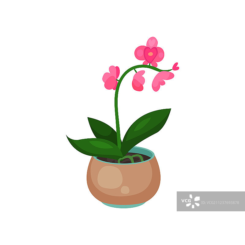 盆栽蝴蝶兰室内植物图片素材