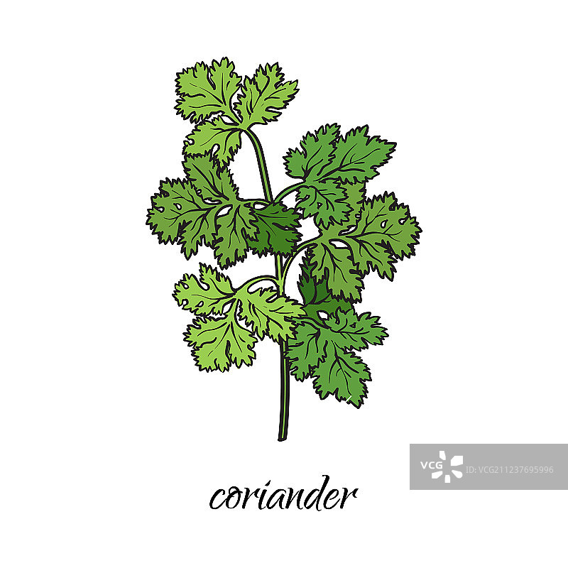 扁平卡通手绘香菜图片素材
