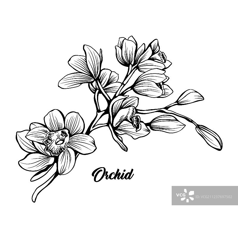 手绘墨笔兰花枝图片素材