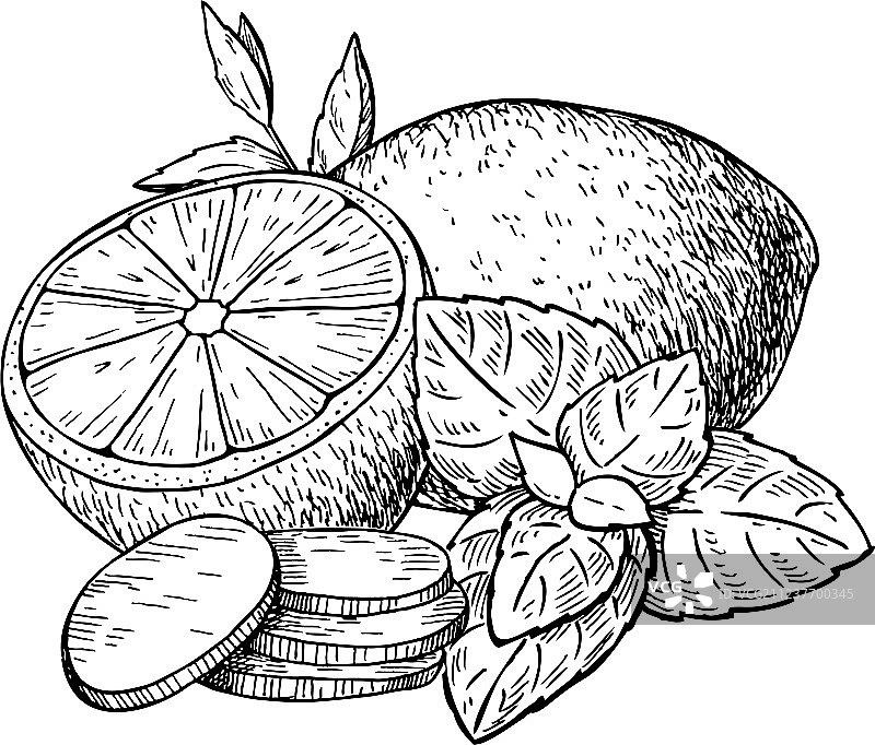 柠檬薄荷生姜草本根图片素材