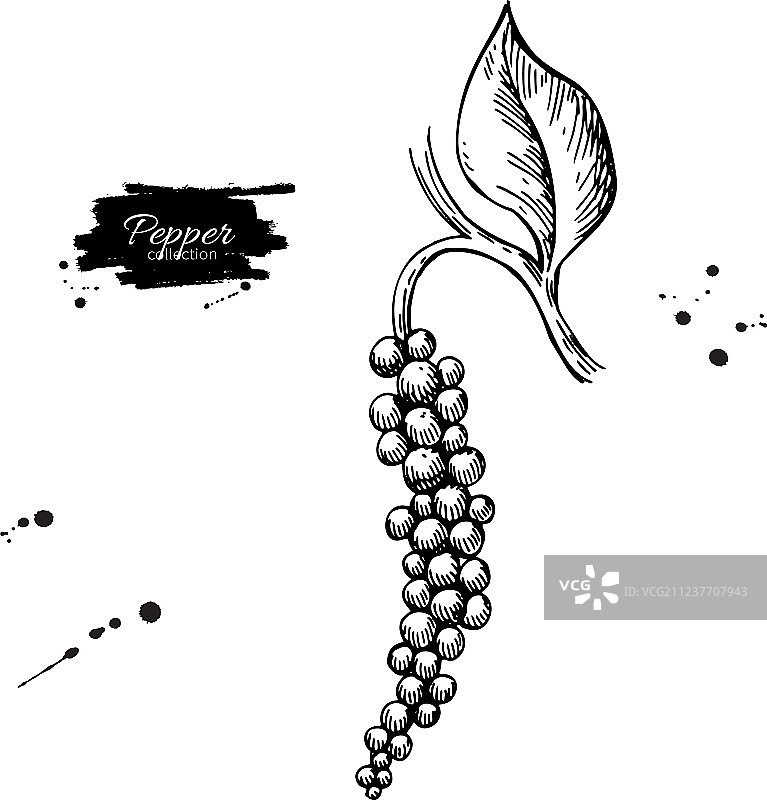 黑胡椒植物分支图图片素材