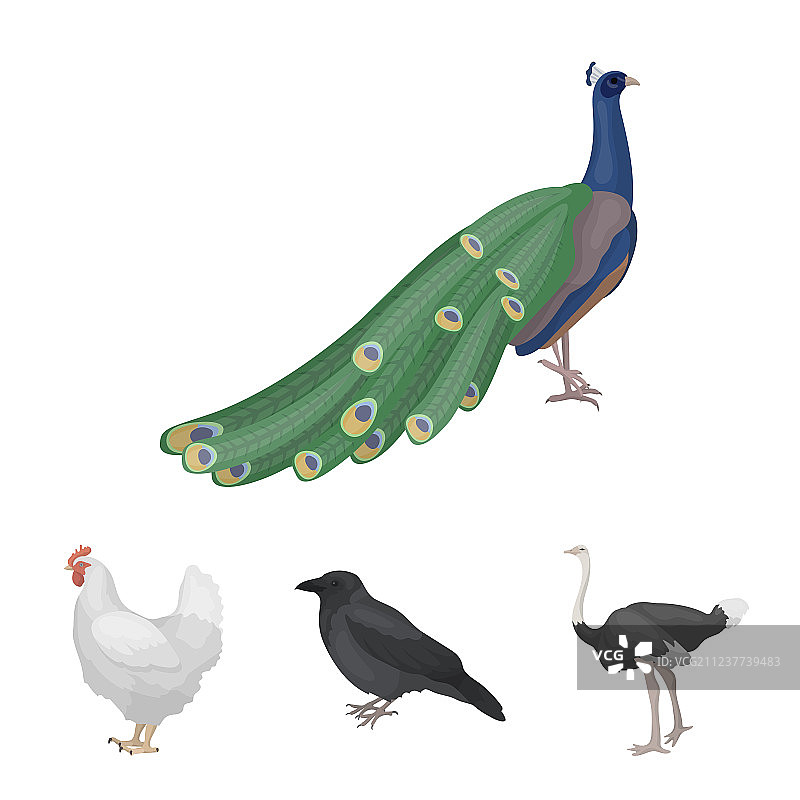 乌鸦鸵鸟鸡孔雀鸟类组合图片素材