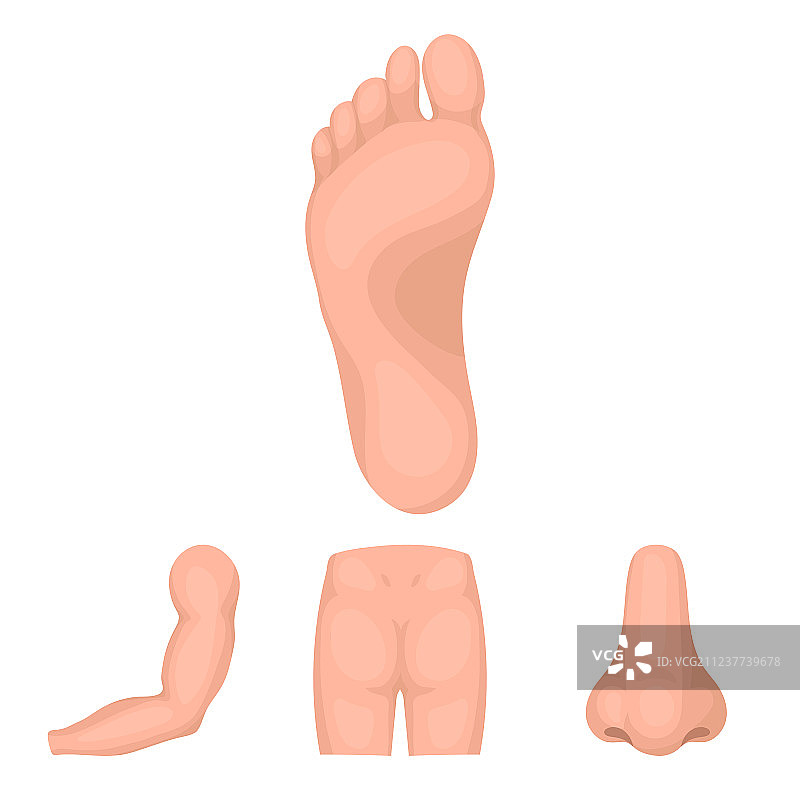 臀部、鼻子、手臂、脚身体部位图片素材