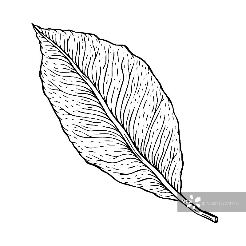 精美的手绘植物叶子图片素材