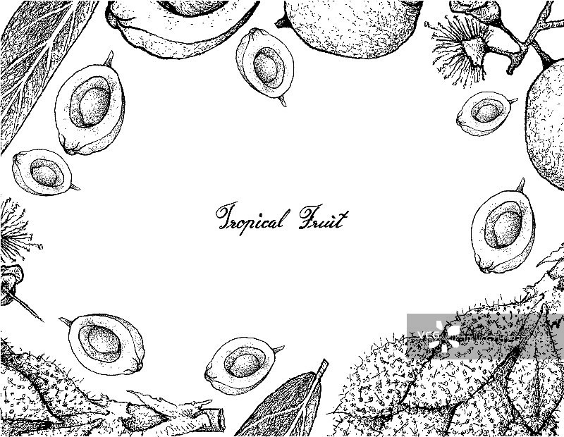手绘番石榴和蒲桃边框图片素材