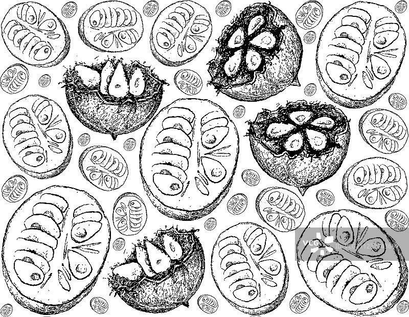 手绘新鲜罗汉果背景图片素材