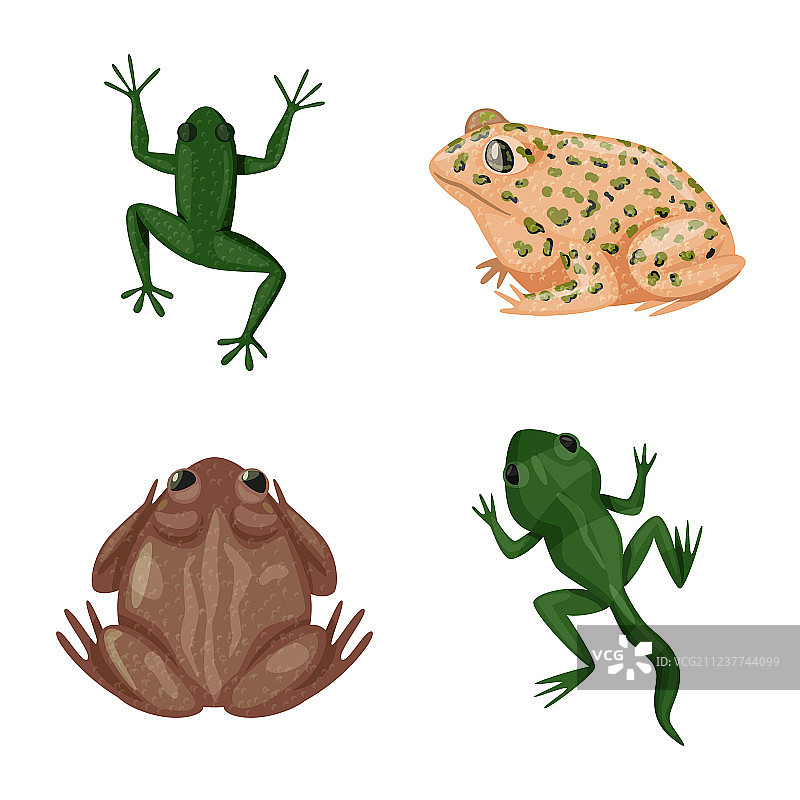 青蛙和无尾目动物标志合集图片素材