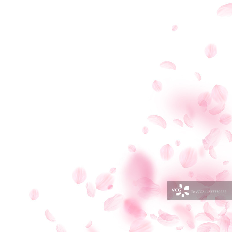 樱花花瓣飘落图片素材