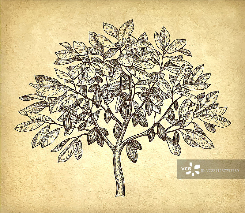 可可树墨水素描图片素材