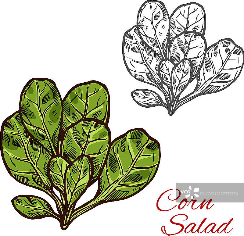 玉米沙拉素描蔬菜图标图片素材