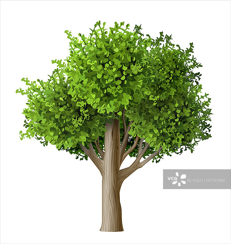 逼真的树与树叶图片素材