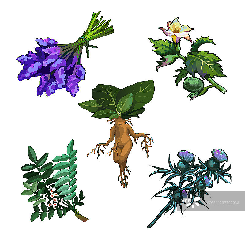 白色背景下的有害植物合集图片素材