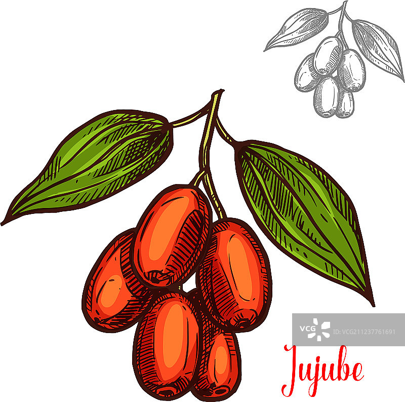 枣素描水果浆果图标图片素材