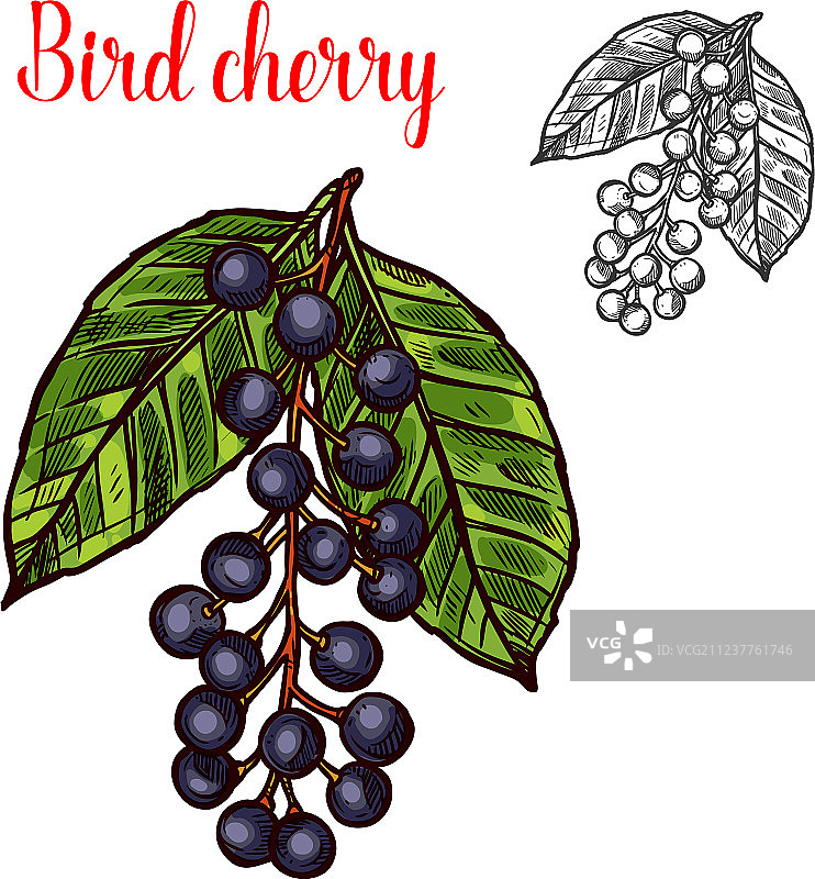 稠李树素描水果浆果图标图片素材