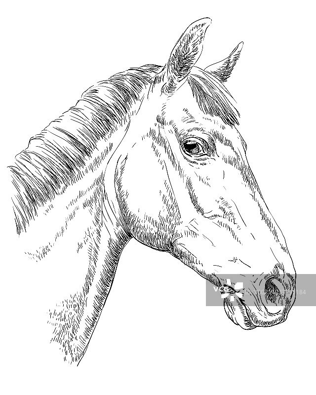 马的肖像-10图片素材