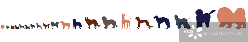 按尺寸顺序排列的各种犬种（白色背景）图片素材