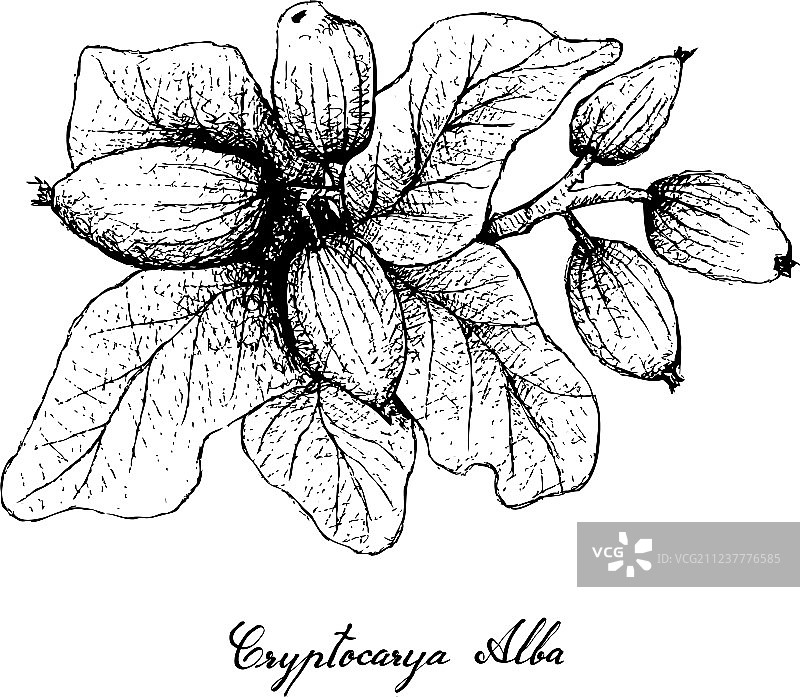 智利 Cryptocarya alba 果实手绘图片素材