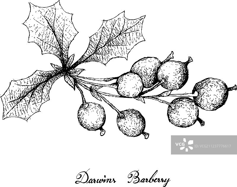 手绘达尔文小檗图片素材