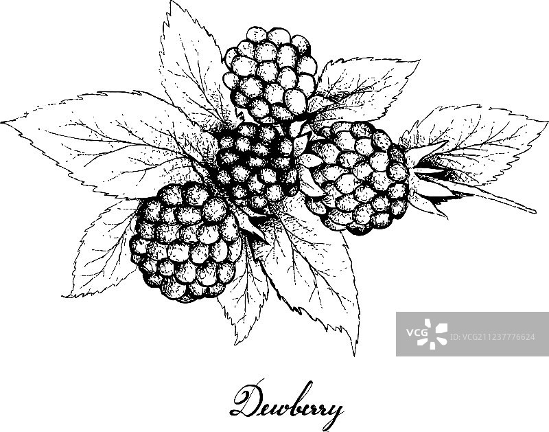 手绘露莓图片素材