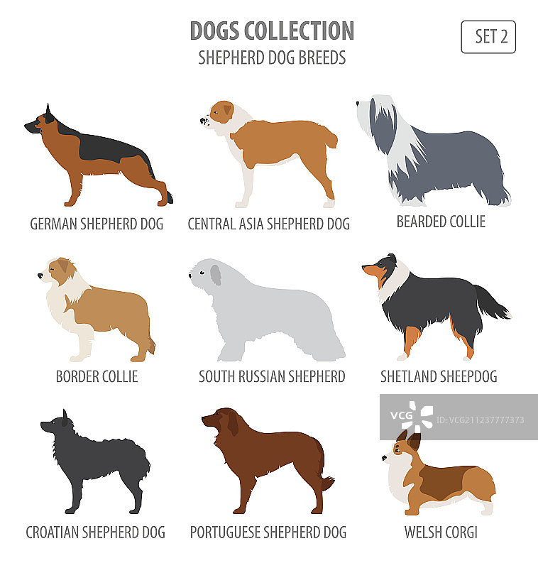 牧羊犬品种大全图片素材
